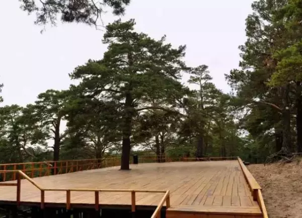 樟子松木的优缺点是什么(5)