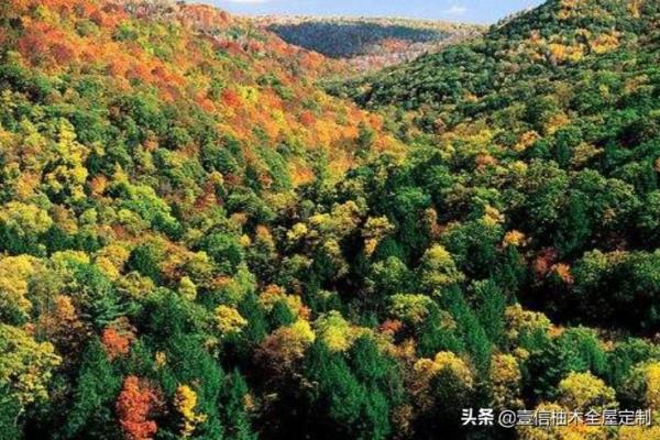 北美红橡木属于什么档次的木材.