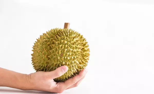 蓝藤榴莲和金枕头哪个比较好(4)