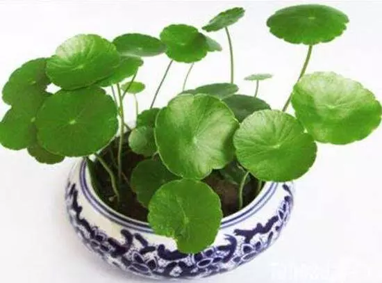 铜钱草有毒吗可以在屋里养吗(1)