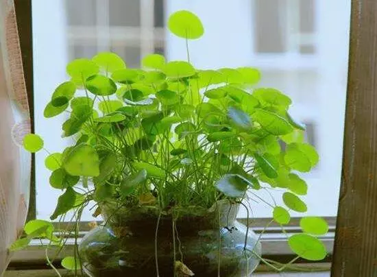 铜钱草有毒吗可以在屋里养吗(2)