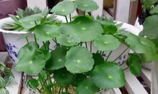 铜钱草有毒吗可以在屋里养吗(4)
