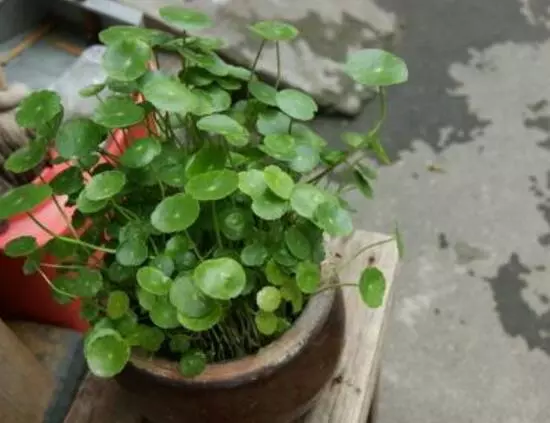 铜钱草有毒吗可以在屋里养吗(6)