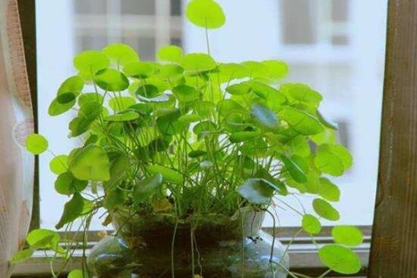 铜钱草有毒吗可以在屋里养吗.