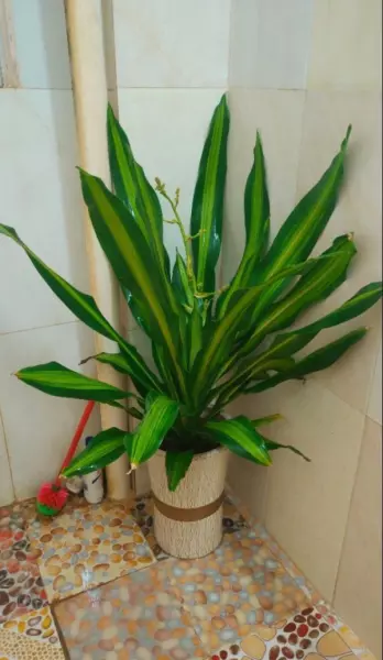 金心也门铁属于草本还是木本(4)