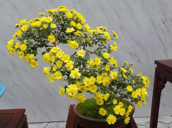 菊花枕头的功效与作用 怎么做野菊花枕头(4)
