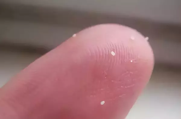 床褥上出现特别小的小虫子是什么啊(3)