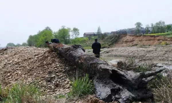 紫柚木沉木怎么处理不黄水(1)