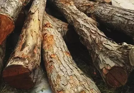 椿木是什么档次的木材(3)