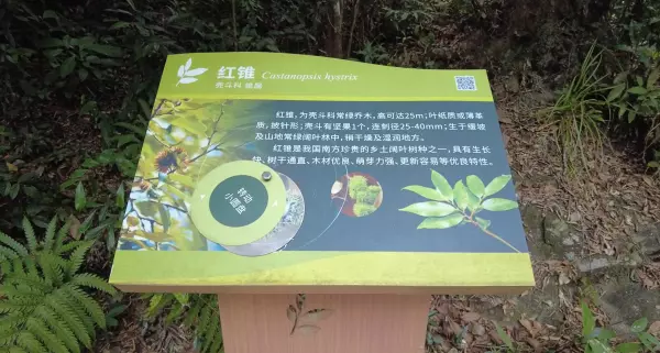 红椎树是什么样子(13)