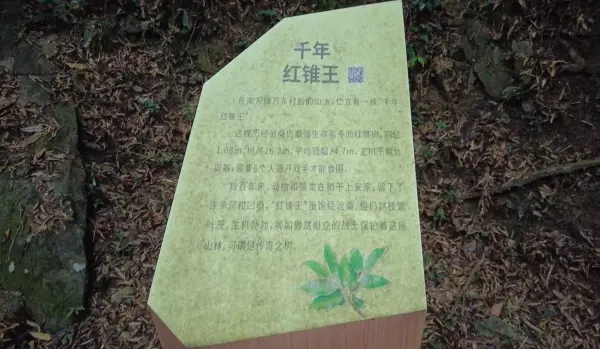 红椎树是什么样子(14)