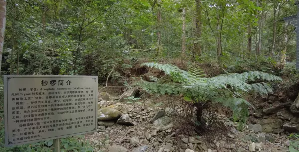 红椎树是什么样子(15)