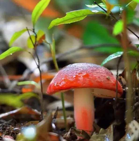 红椎树是什么样子(16)