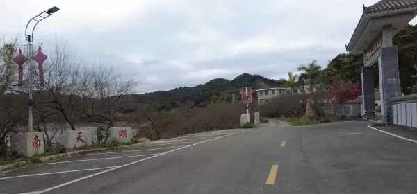 红椎树是什么样子(4)