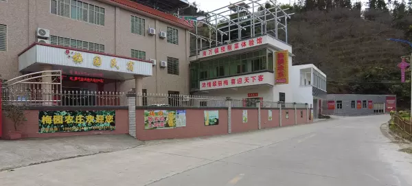 红椎树是什么样子(5)