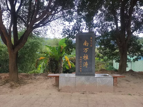 红椎树是什么样子(7)
