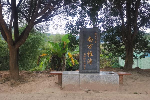 红椎树是什么样子.