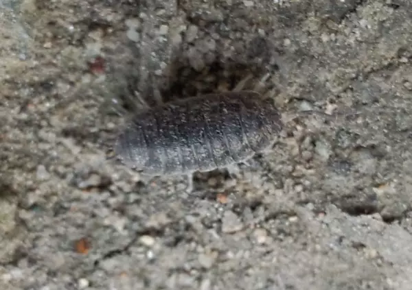 地板虫子怎么消灭最彻底(3)