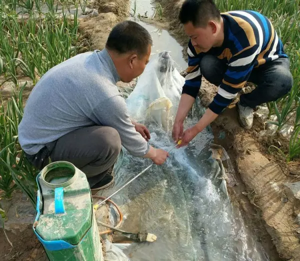 盖虫用什么药可以消灭(2)
