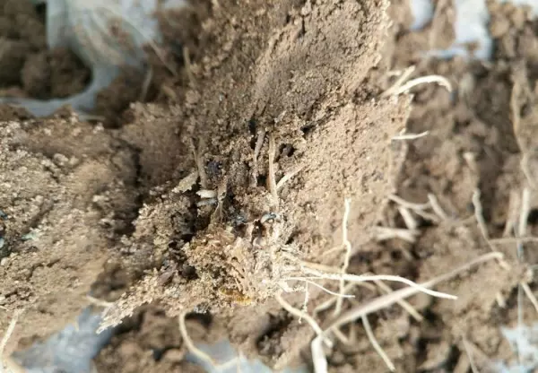盖虫用什么药可以消灭(3)