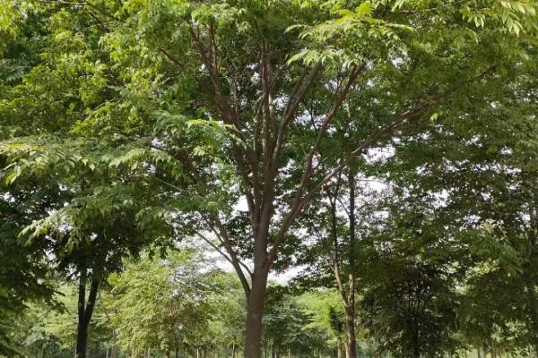 红榉和榉树有什么区别.