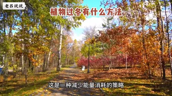 紫榆叶甲以什么形态过冬(1)