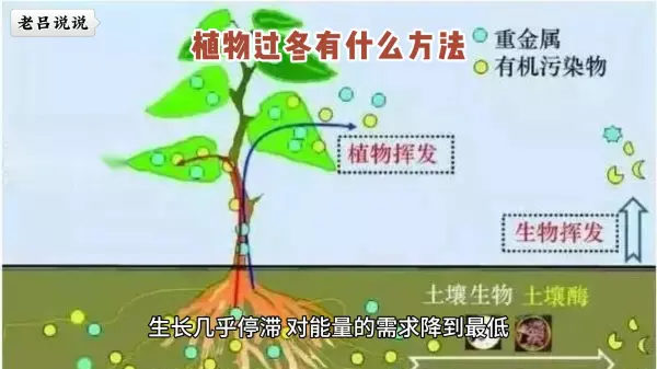 紫榆叶甲以什么形态过冬(2)
