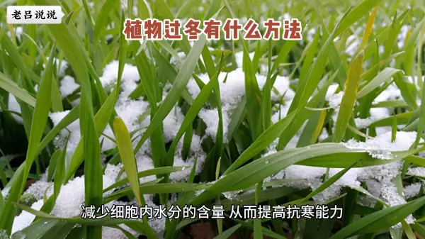 紫榆叶甲以什么形态过冬(4)