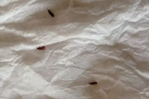 椰棕床垫时间长了会生虫吗(1)