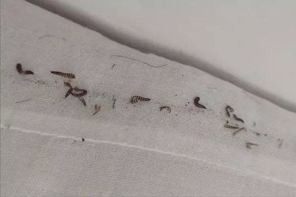 椰棕床垫时间长了会生虫吗(2)