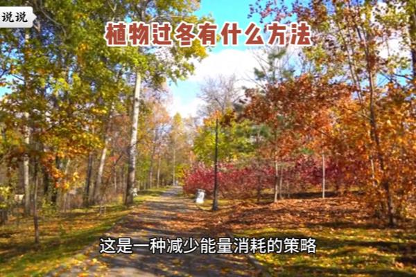 紫榆叶甲以什么形态过冬.