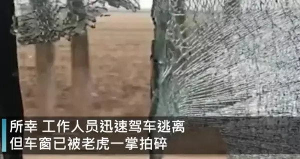 思虎公羊是什么车(10)