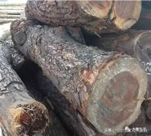 沉贵宝是什么木有香味吗(8)
