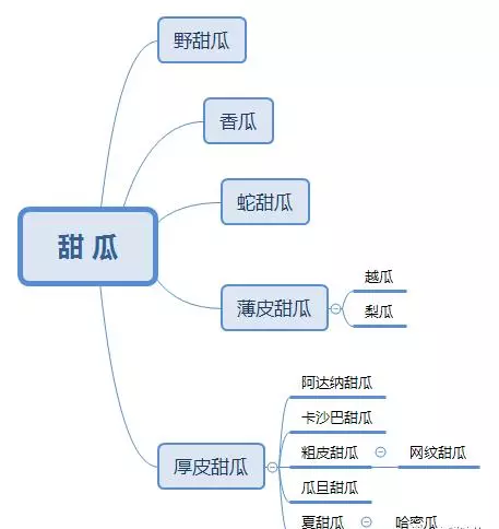 网纹瓜和哈密瓜的区别(6)