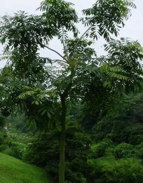 非洲楝和桃花心木的区别(4)