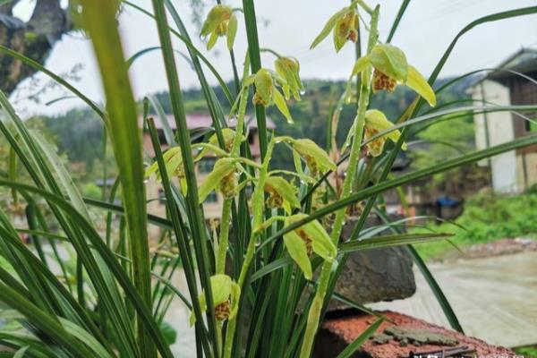 九子大花蕙兰能值20万吗.