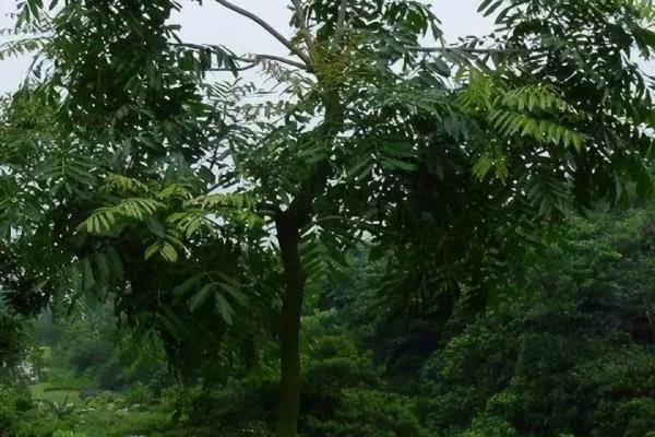非洲楝和桃花心木的区别.