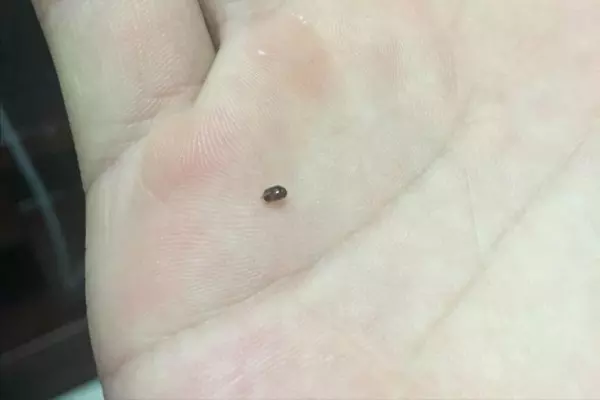 烟甲虫怎么彻底消灭(2)