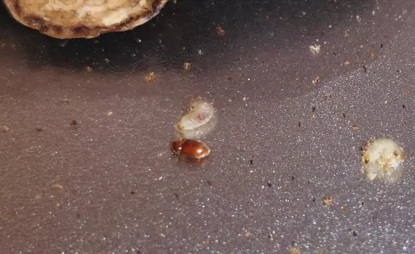烟甲虫怎么彻底消灭(3)