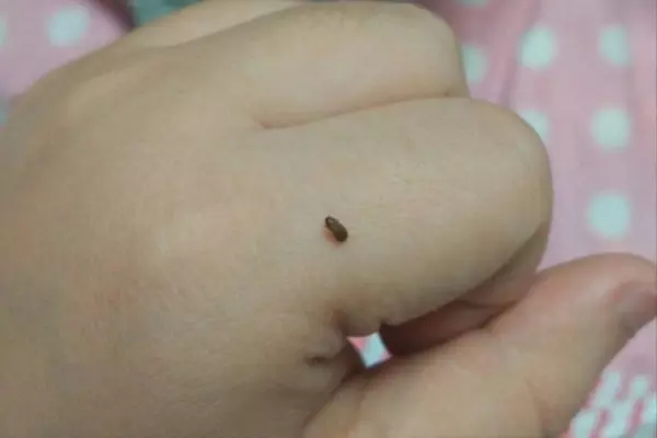 烟甲虫怎么彻底消灭(4)