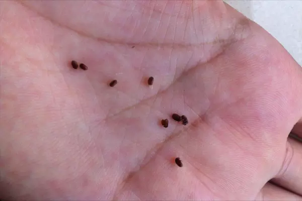 烟甲虫怎么彻底消灭(5)