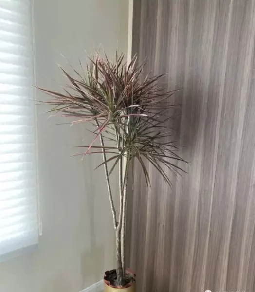 挡煞辟邪镇宅的植物有哪些最好(1)