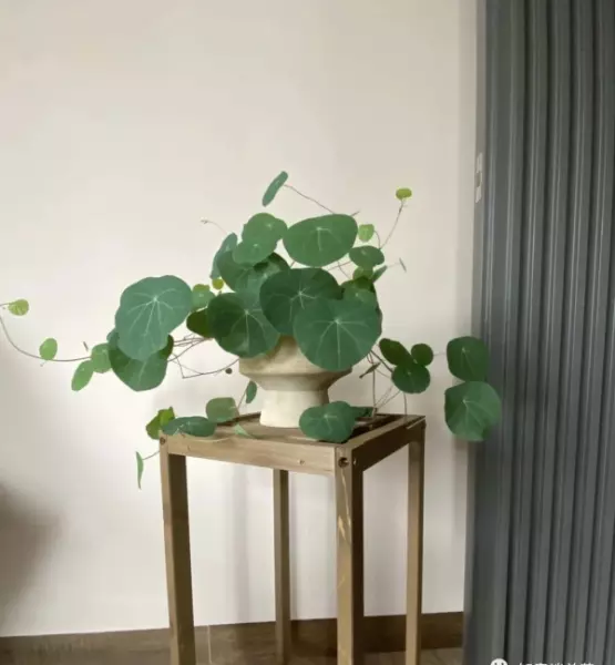 挡煞辟邪镇宅的植物有哪些最好(2)