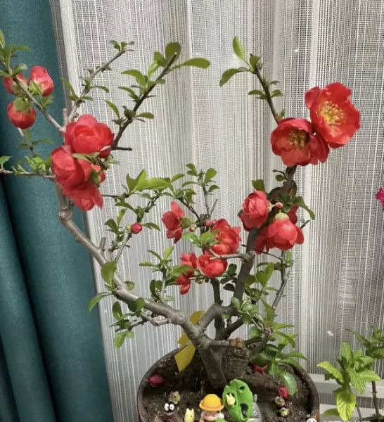 挡煞辟邪镇宅的植物有哪些最好(3)