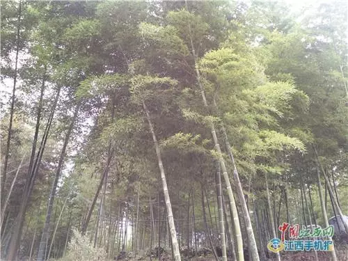 龙溪山庄地址 电话 价格(2)