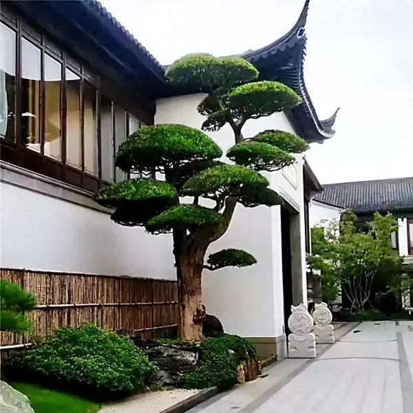 房前屋后栽什么树风水好聚财(1)