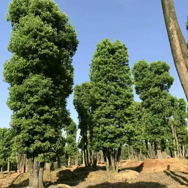 房前屋后栽什么树风水好聚财(2)