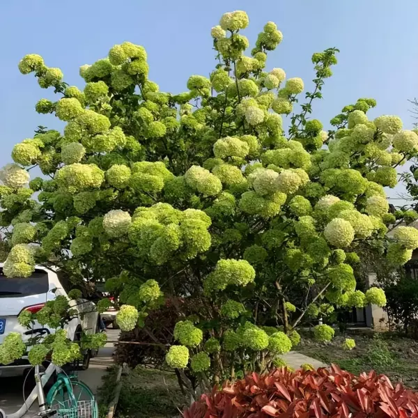 房前屋后栽什么树风水好聚财(3)