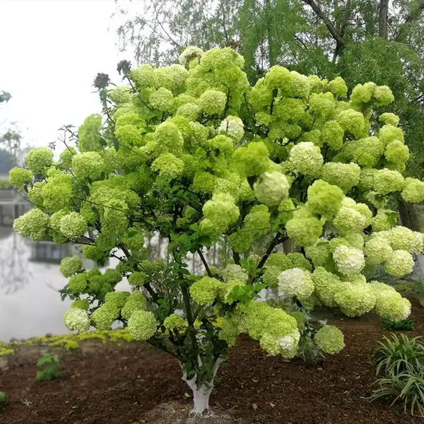 房前屋后栽什么树风水好聚财(4)