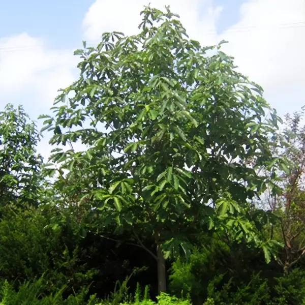 房前屋后栽什么树风水好聚财(7)